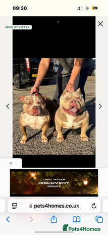 American Bully dogs - Advert 2