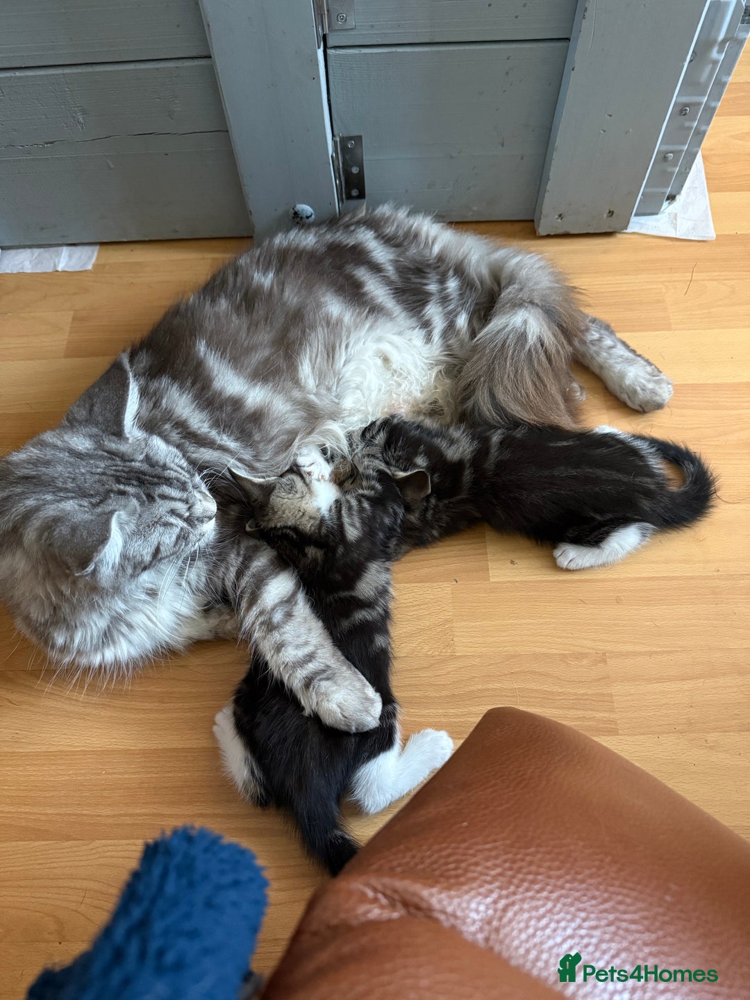 Maine Coon cats for sale: Russian Maine Coon Mixed  - Image 10