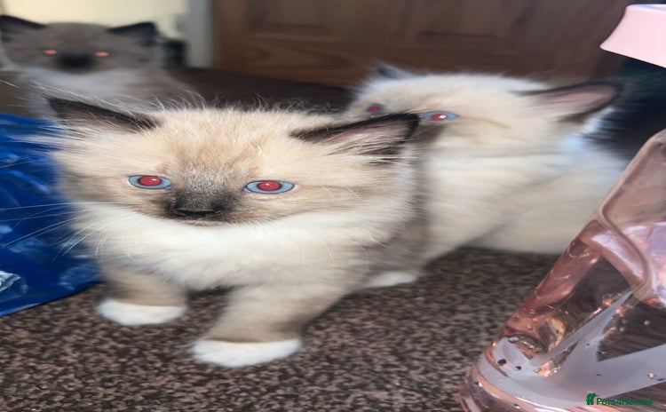 Ragamese cats - Advert 1