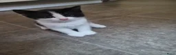 Mixed Breed cats for sale: 4 adorable kittens looking for a home. - Advert 2