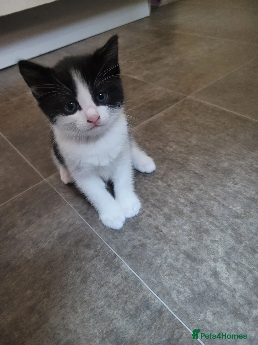 Mixed Breed cats for sale: 4 adorable kittens looking for a home. - Advert 2