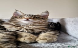 Maine Coon cats for sale: Pure Maine coon - Image 15