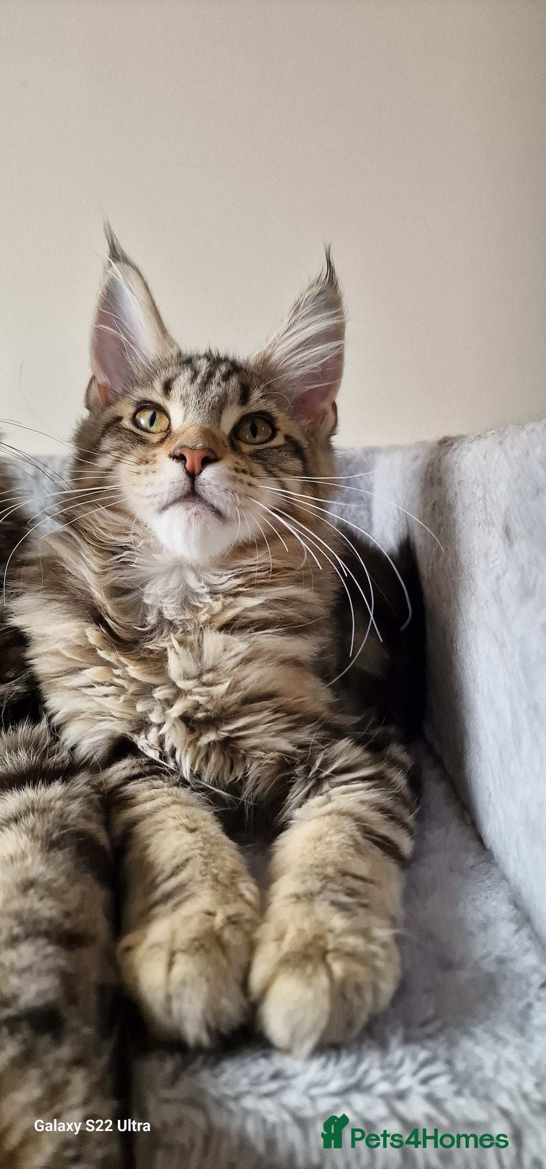 Maine Coon cats for sale: Pure Maine coon - Image 15