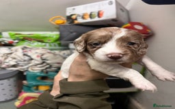 Sprocker dogs for sale: Working sprocker spaniels for sale  - Image 2