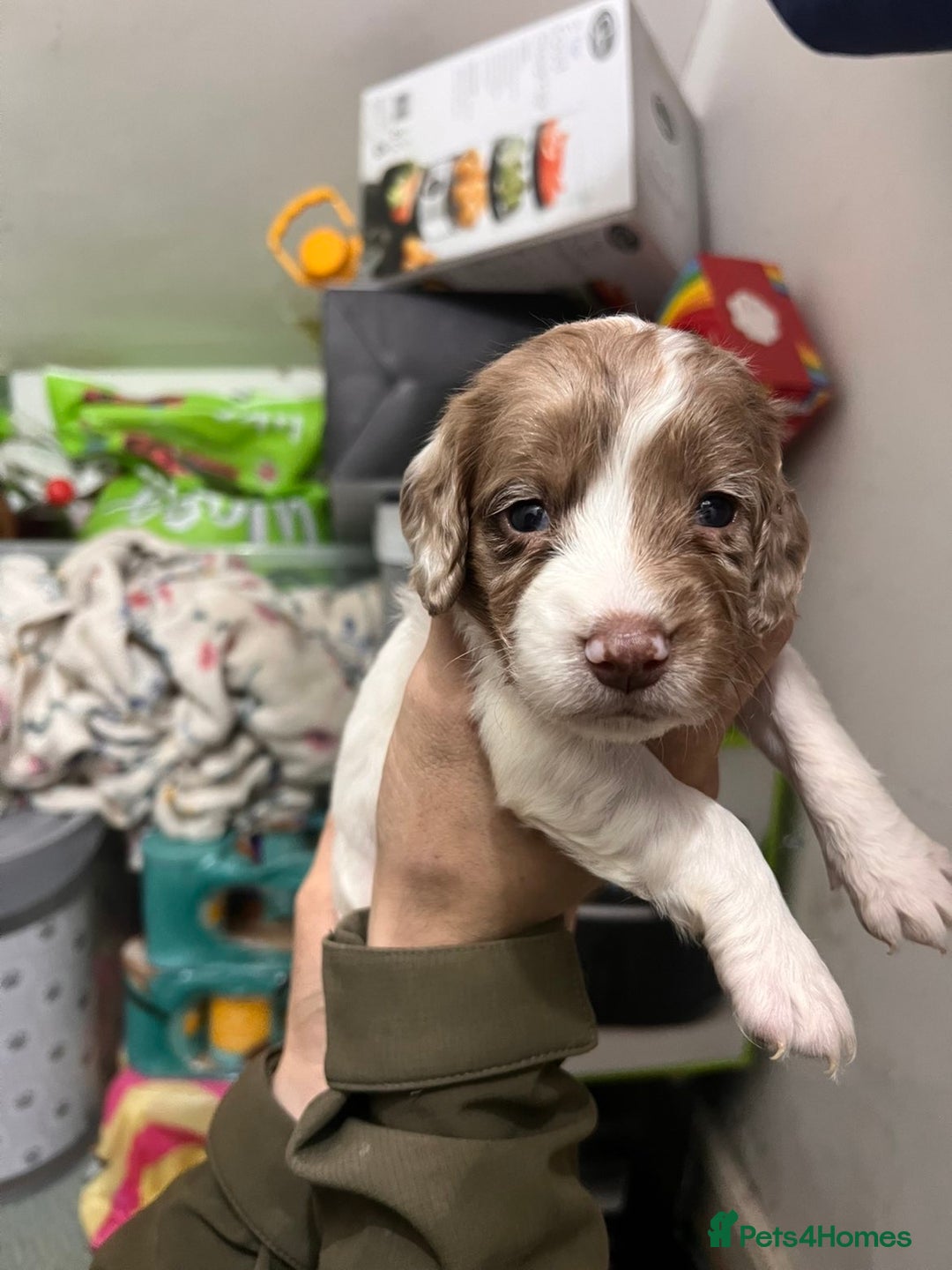 Sprocker dogs for sale: Working sprocker spaniels for sale  - Image 2