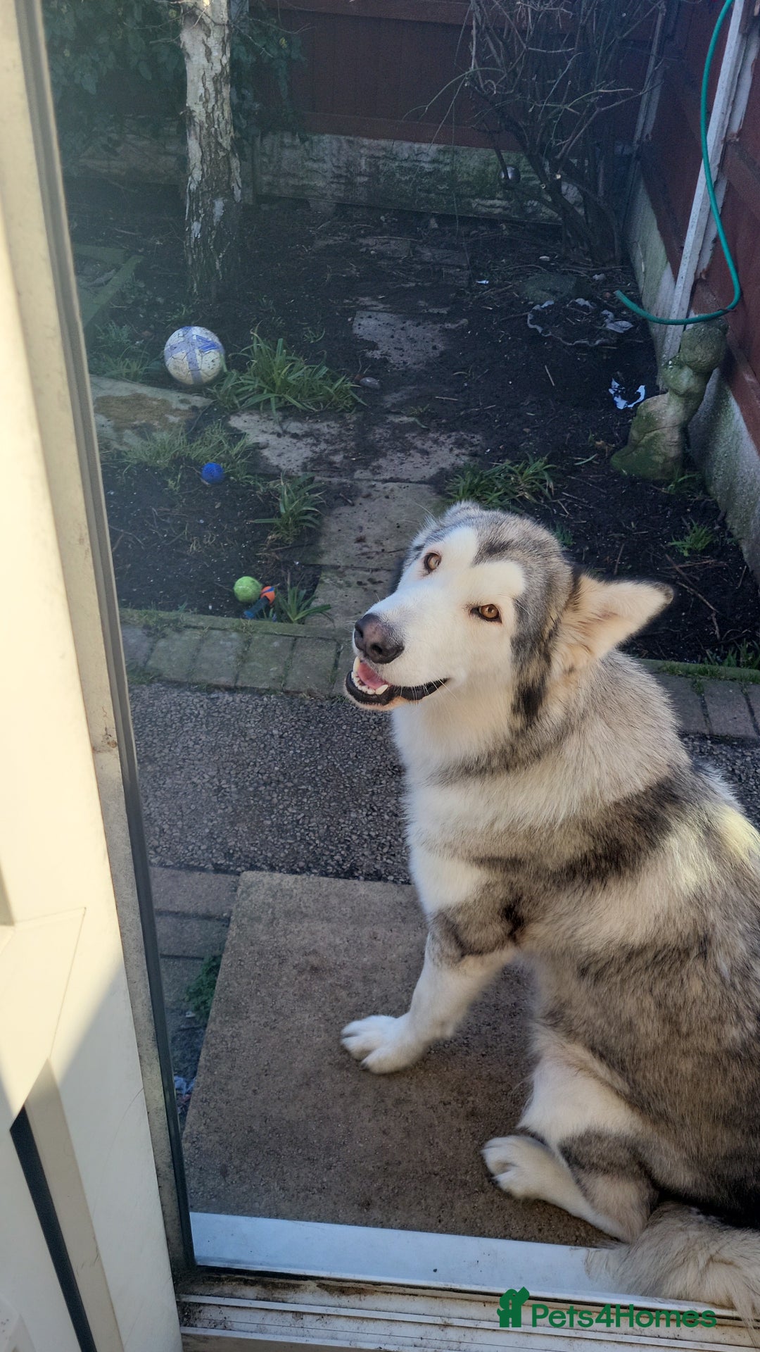 Mixed Breed dogs for sale: Alaskan Malamute puppies for sale - Image 9