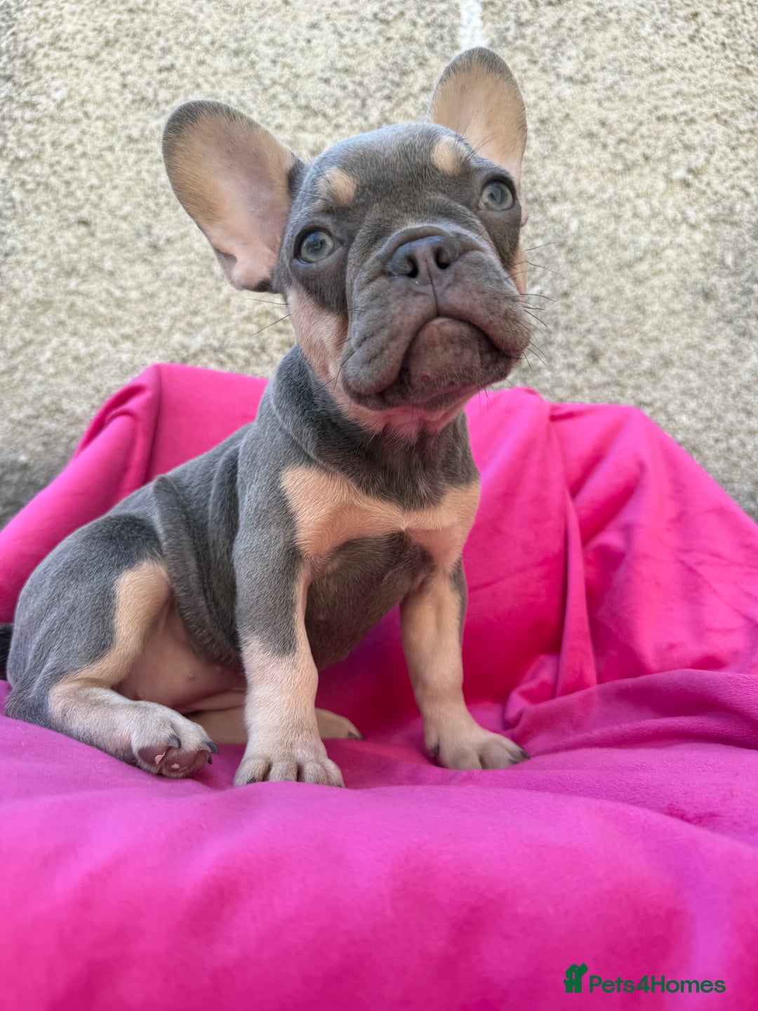 French Bulldog dogs for sale: 🔥READY TODAY Quality KC French Bulldog Puppies✨🔥 - Image 20