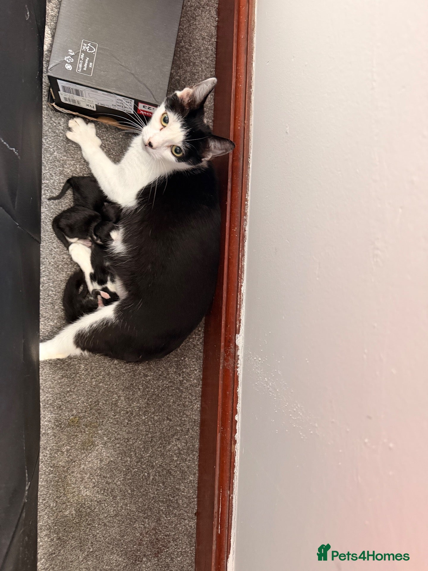 Mixed Breed cats Last two kittens ready for reserving  - Advert 1