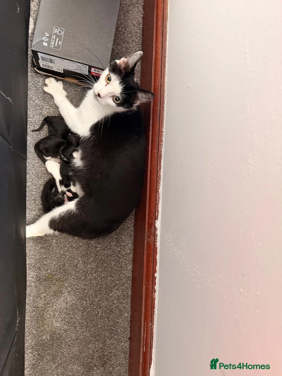 Mixed Breed cats for sale: Last two kittens ready for reserving  - Advert 1