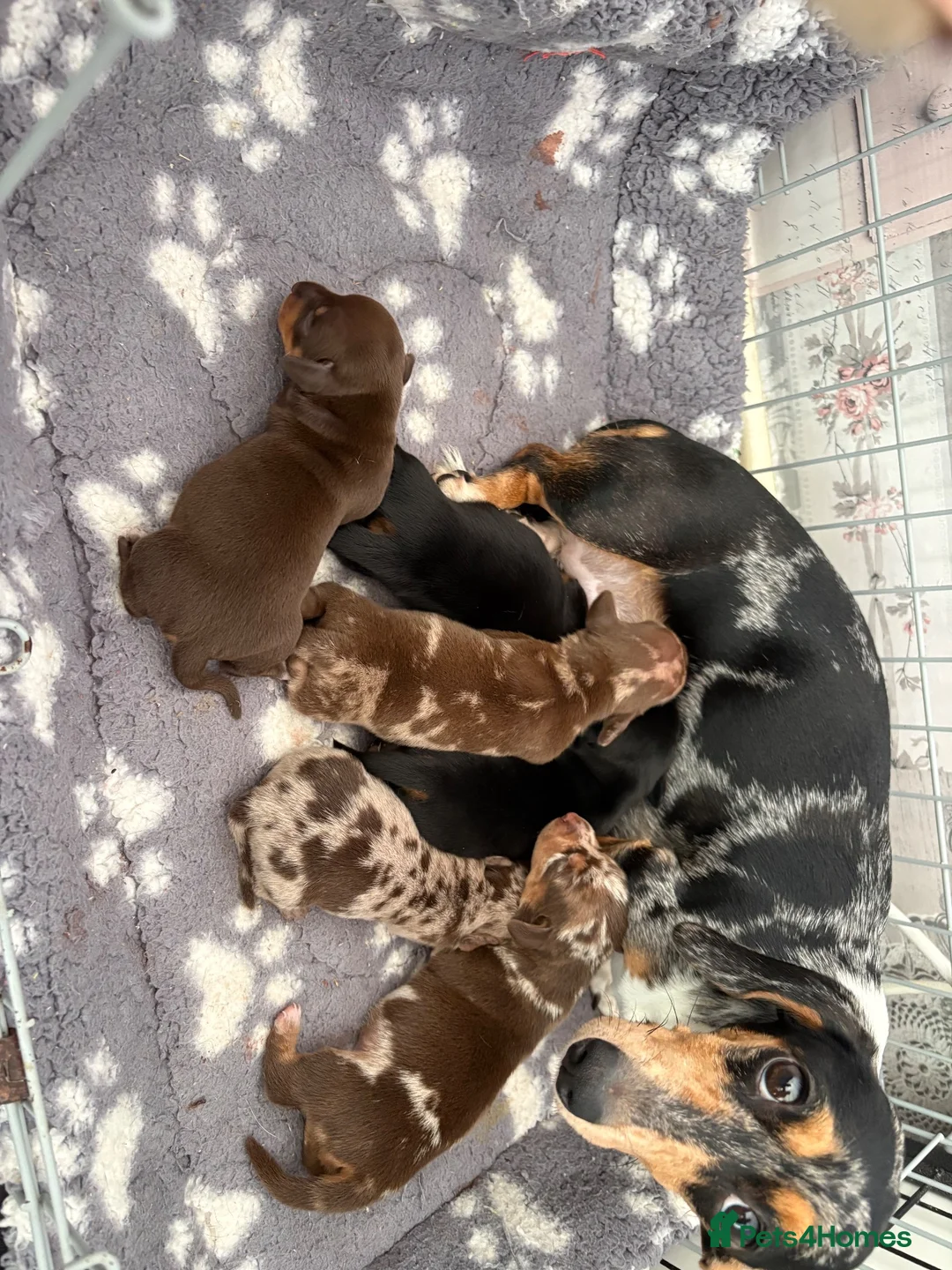 Miniature Dachshund dogs for sale: Stunning kc registered miniature dachshund puppies in Evesham - Advert 2