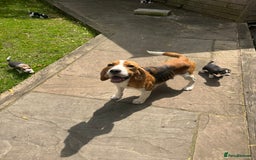 Beagle dogs for sale: BEAUTIFUL KC REG BEAGLES  - Image 5