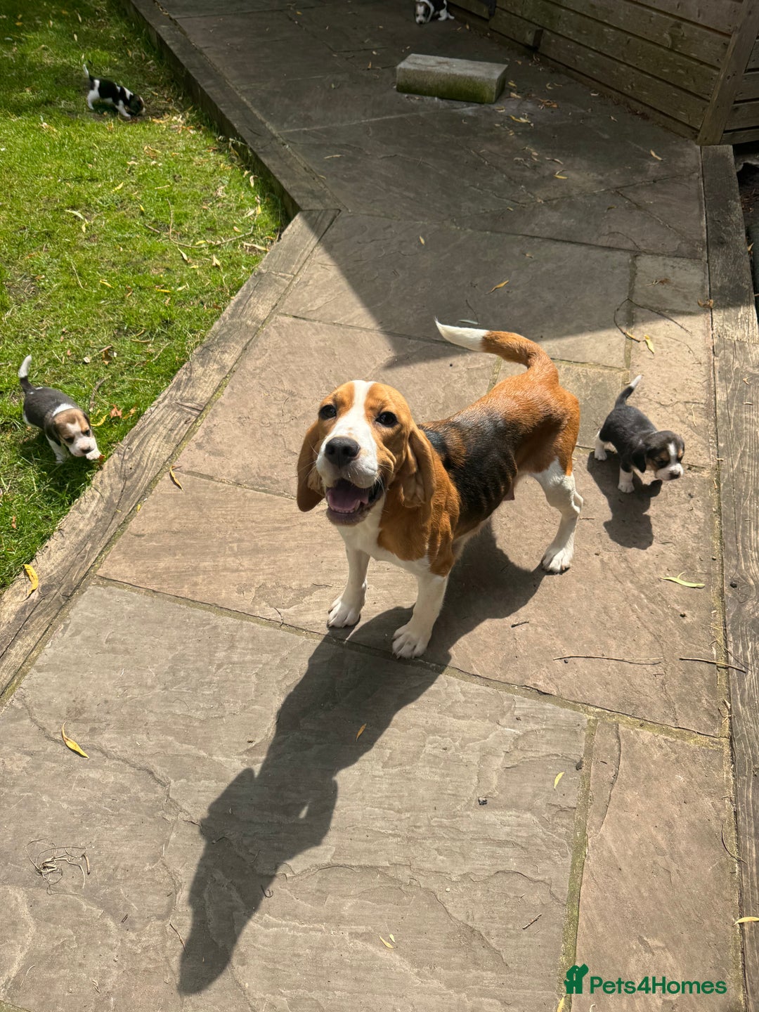 Beagle dogs for sale: BEAUTIFUL KC REG BEAGLES  - Image 5