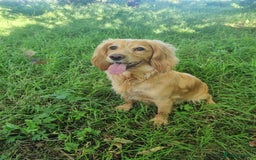Cocker Spaniel dogs for sale: FTCH sired cocker pups top trial bloodlines - Image 5