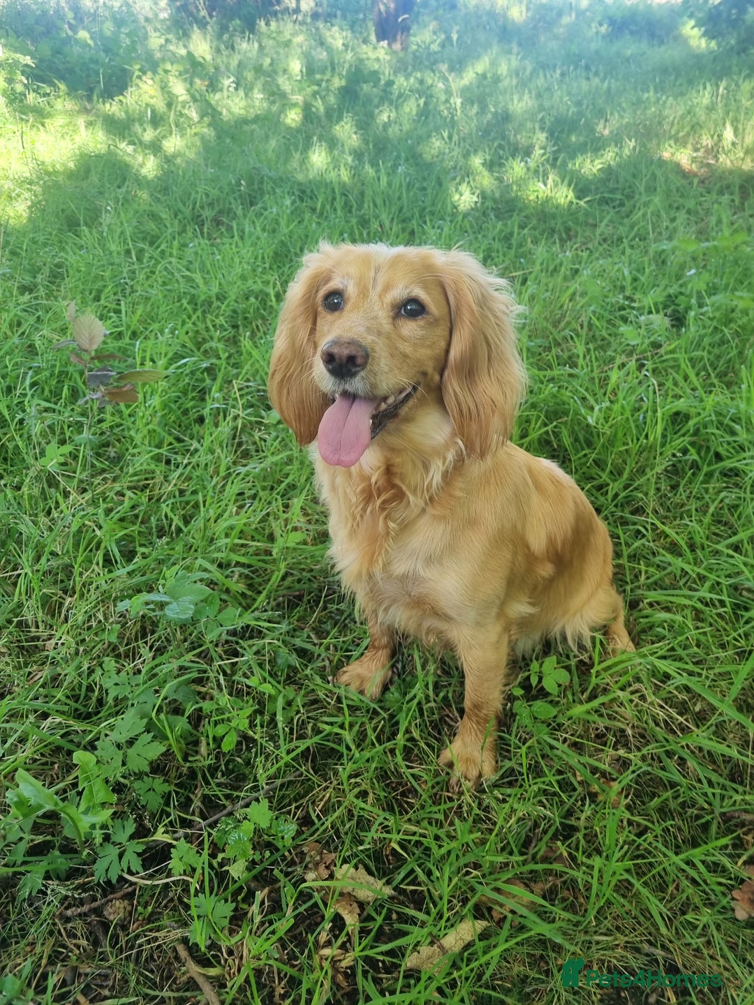 Cocker Spaniel dogs for sale: FTCH sired cocker pups top trial bloodlines - Image 5