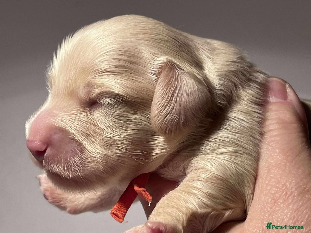 Miniature Dachshund dogs for sale: 5*Licensed+CREAMLONGHAIR+KCreg+PRACLEAR+Vetchecked - Advert 13