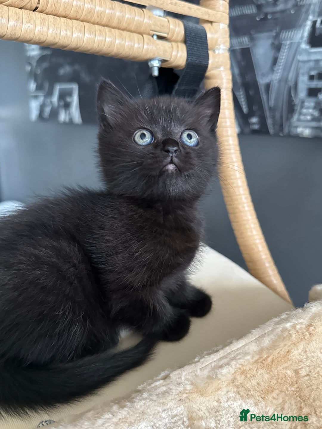 British Shorthair cats for sale: 2 Outstanding BSHLitter Chinchilla &Classic Lines) - Advert 19