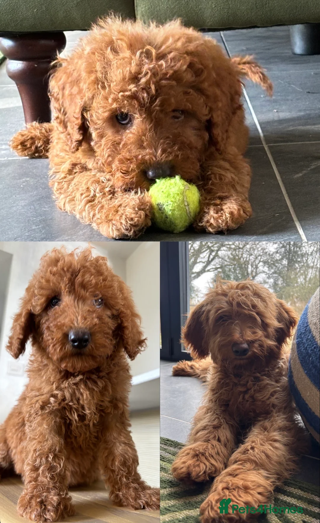 Labradoodle dogs for sale: Medium sized F1b Labradoodles  - Advert 9