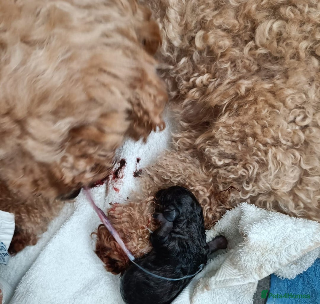 Cockapoo dogs for sale: Brownie cockapoo - Image 6
