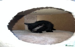 British Shorthair cats for sale: Female British Shorthair looking for home - Image 10