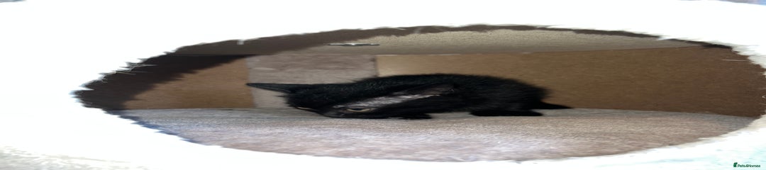 BSH black - Shoyu