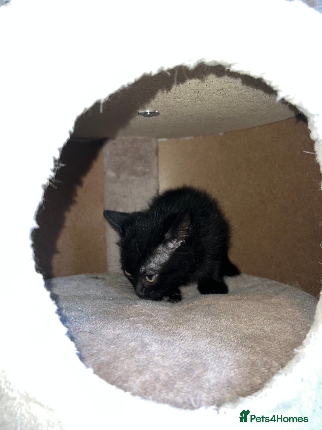 British Shorthair cats for sale: Female British Shorthair looking for home - Image 10