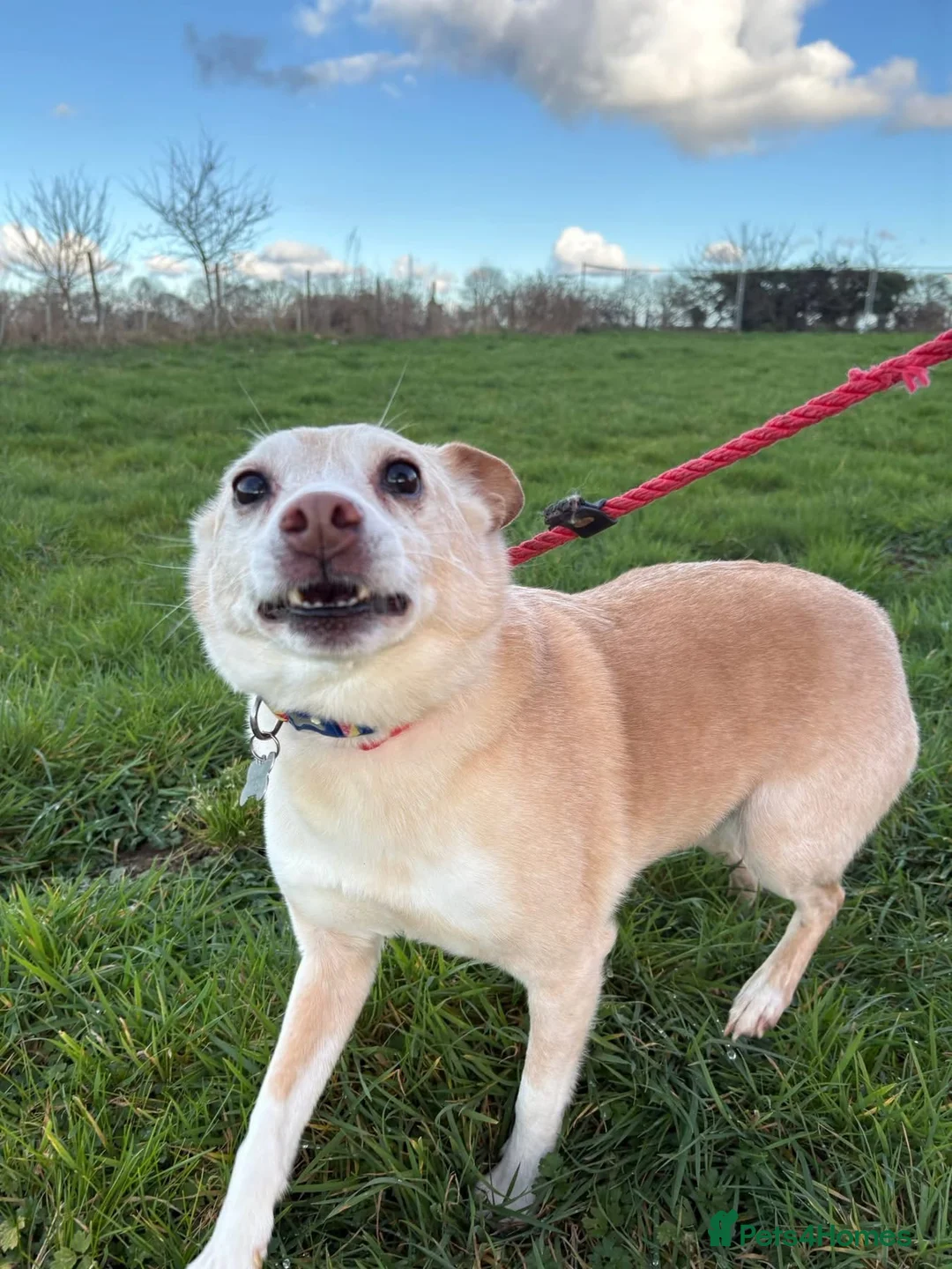 Mixed Breed dogs for adoption: Paddy - Hempnall Norfolk  - Advert 1