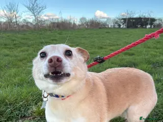 Mixed Breed dogs Paddy - Hempnall Norfolk - Advert 1