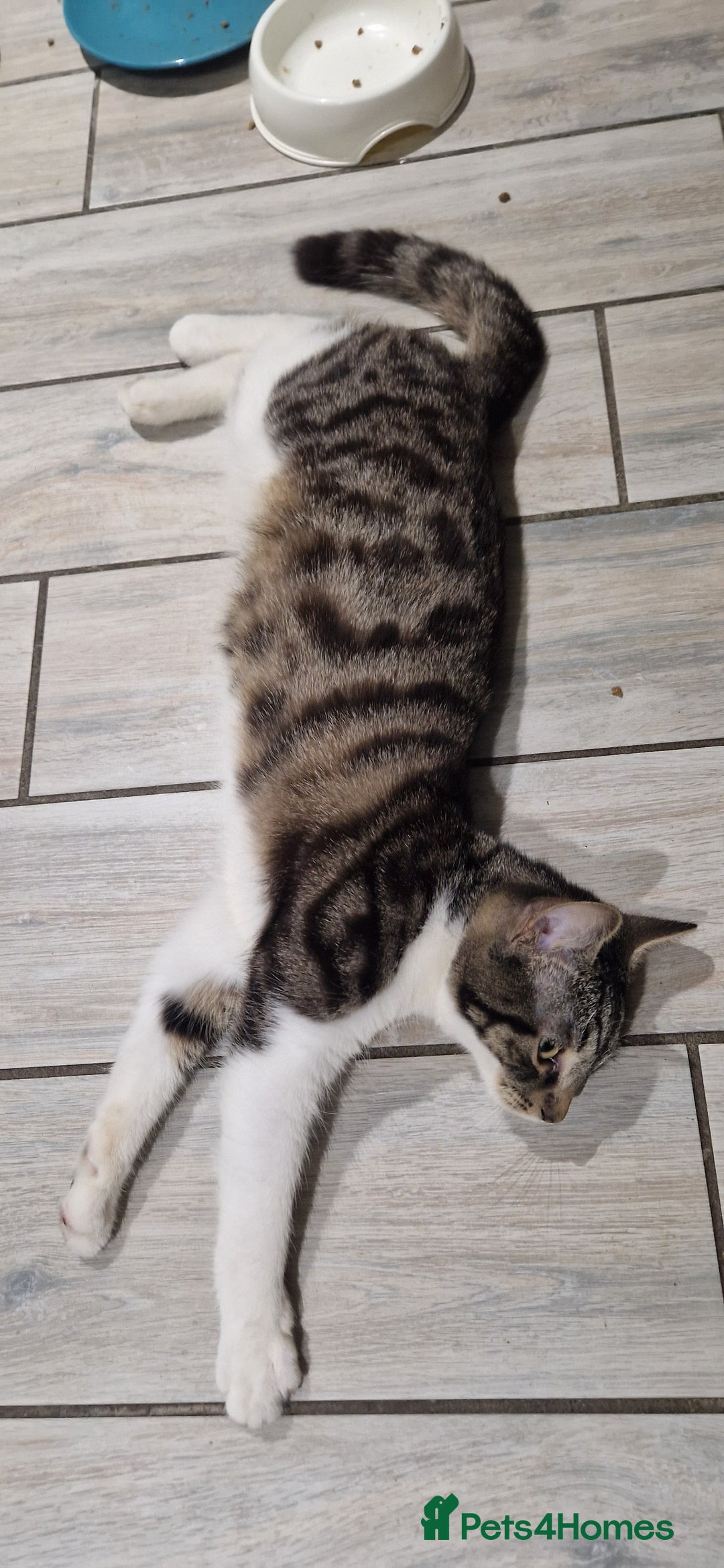 British Shorthair cats for sale: Cats shorthair - Advert 6