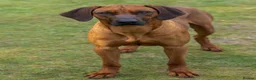 Rhodesian Ridgeback dogs for sale: KC Rhodesian Ridgebacks - Advert 17