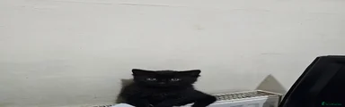 Mixed Breed Kitten 4