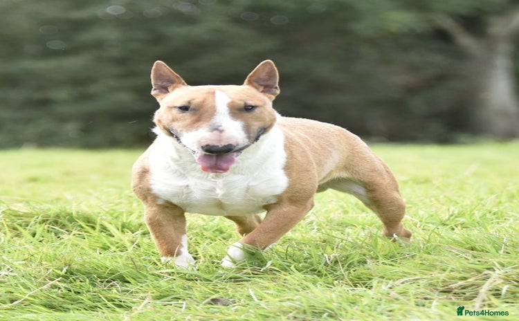Miniature Bull terrier dogs - Advert 1