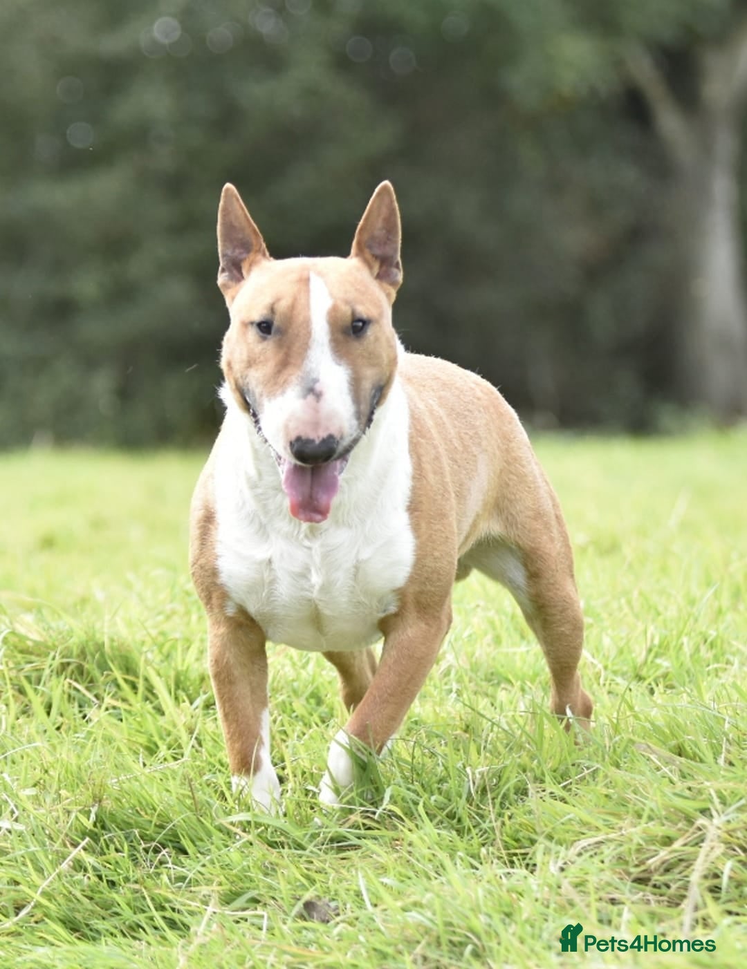 Miniature Bull terrier dogs for stud: Miniature english bull terrier for stud - Image 1