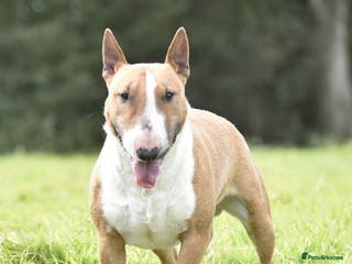 Miniature Bull terrier dogs Miniature english bull terrier for stud - Advert 19