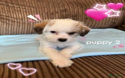 Mixed Breed dogs for sale: ❤️🐶🐾Beautiful Jackapoo & Maltipoo puppies 🐾🐶❤️ - Image 5