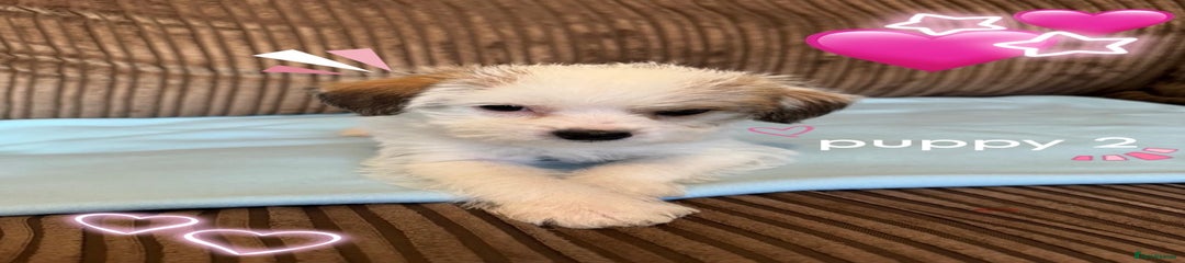 Mixed Breed Puppy 2