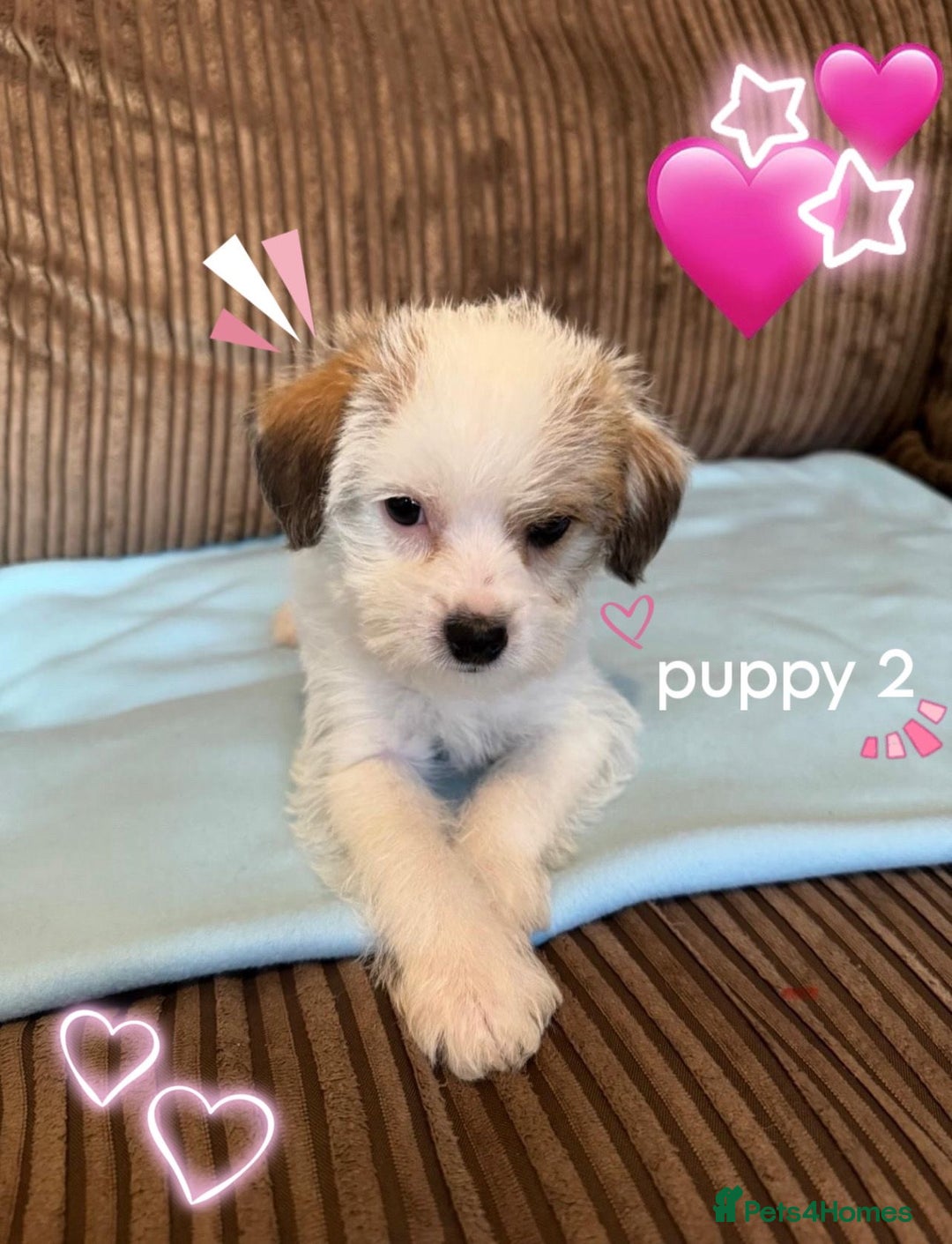 Mixed Breed dogs for sale: ❤️🐶🐾Beautiful Jackapoo & Maltipoo puppies 🐾🐶❤️ - Image 5