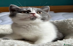 British Shorthair cats for sale: Pedigree British Shorthair Kittens - Image 20