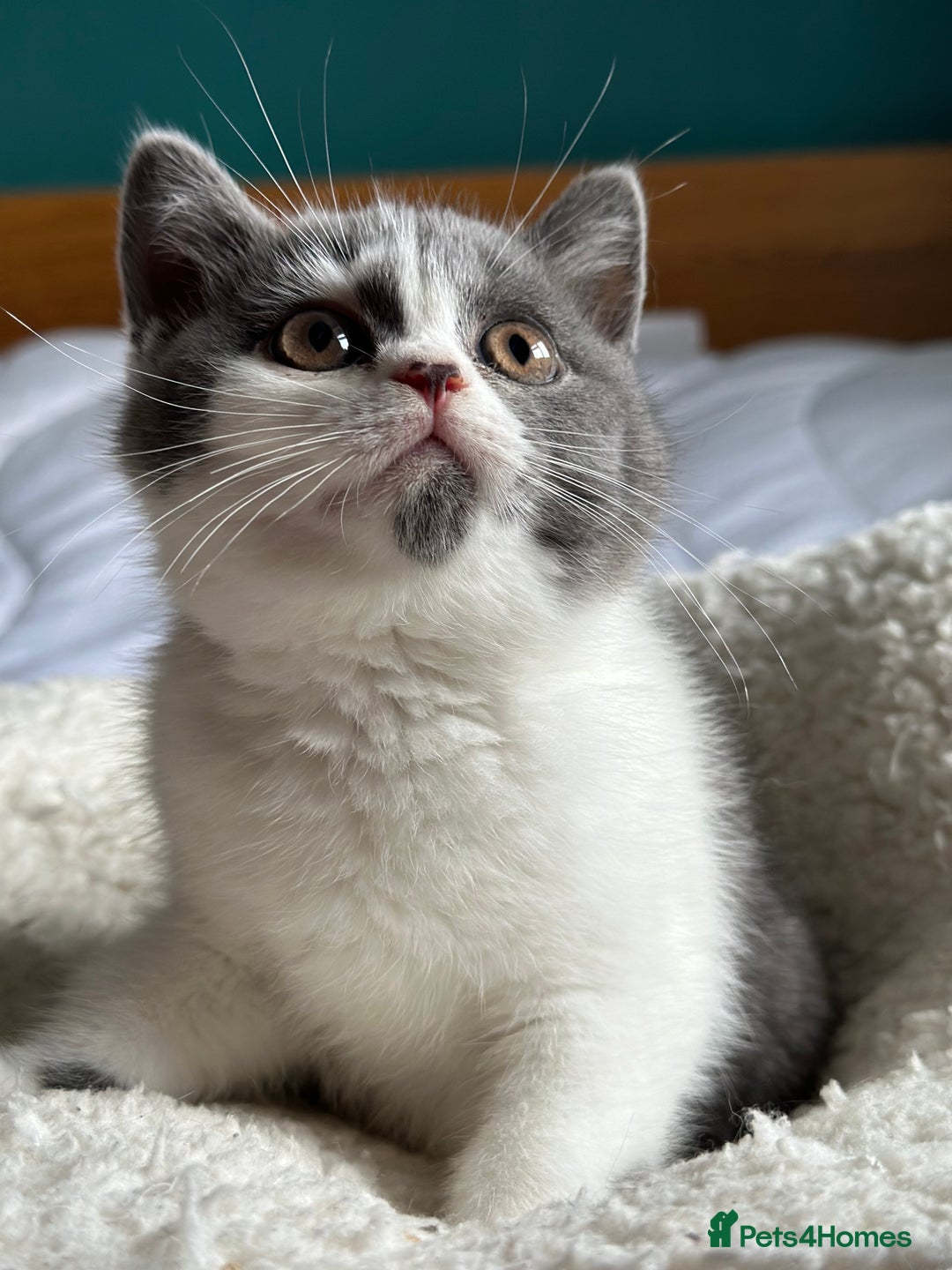 British Shorthair cats for sale: Pedigree British Shorthair Kittens - Image 20
