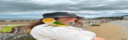 Parrots birds for sale: Caique (Orange-Headed) Parrot - Advert 2