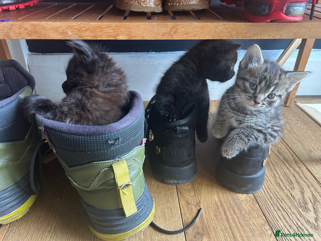 Mixed Breed cats for sale: Five kittens  - Advert 1