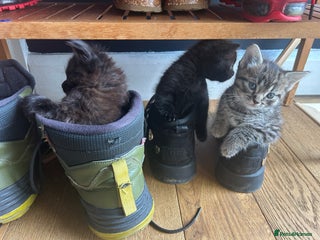 Mixed Breed cats Five kittens - Advert 1