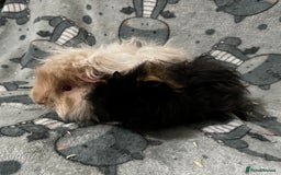 Guinea Pig rodents for sale: Guinea Pig pairs Teddy and Lunkarya  - Image 7
