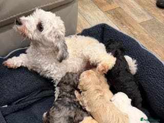 Maltipoo dogs Maltipoo puppies - Advert 7