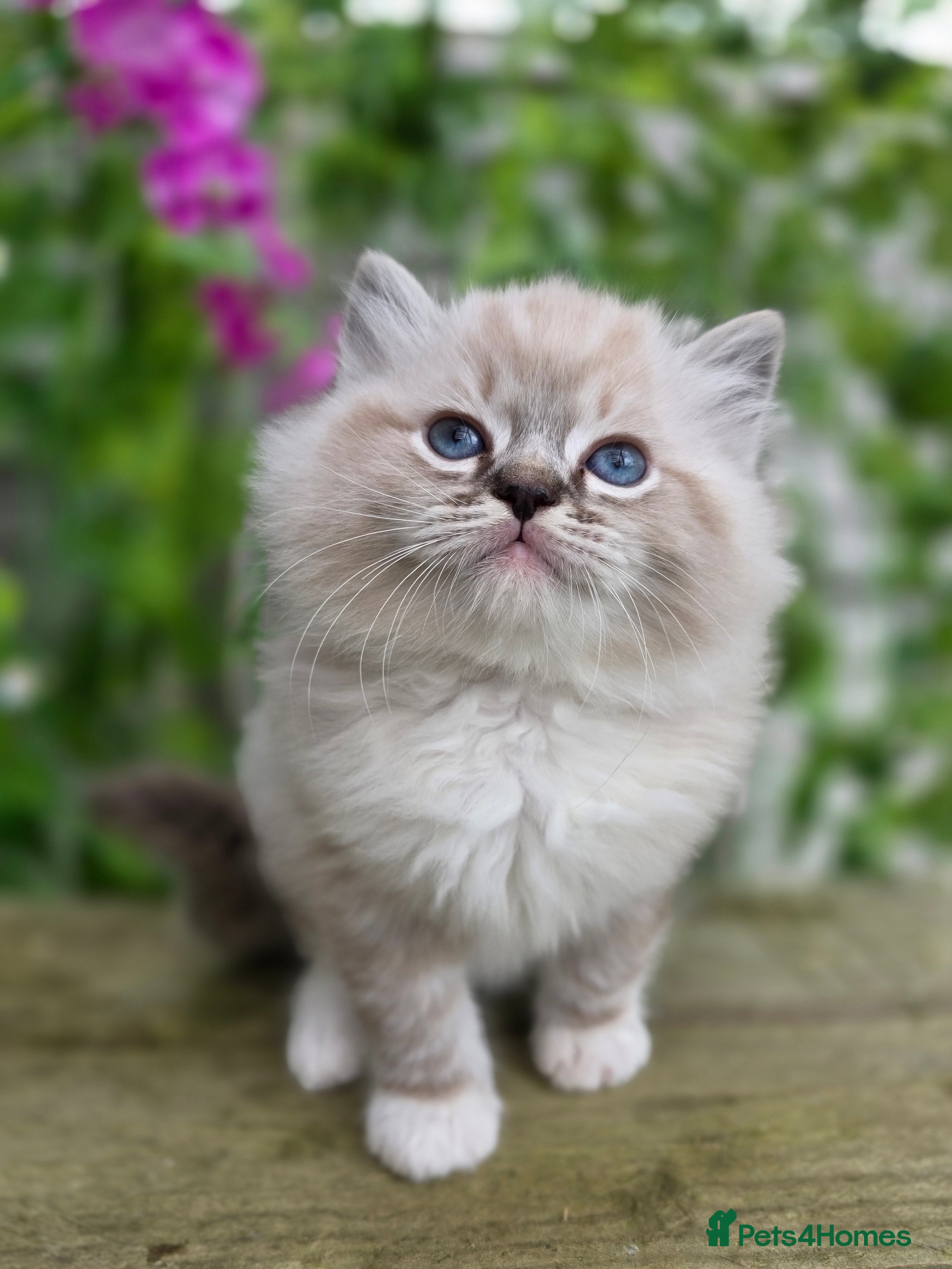 Ragdoll cats 5 amazing European babies.  Tica registered  - Advert 3