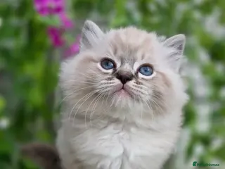 Ragdoll cats 5 amazing European babies. Tica registered - Advert 3