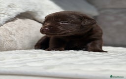 Labrador Retriever dogs for sale: Stunning chocolate Labrador’s with silver jeans  - Image 19