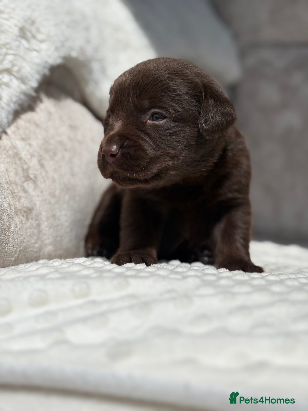 Labrador Retriever dogs for sale: Stunning chocolate Labrador’s with silver jeans  - Image 19