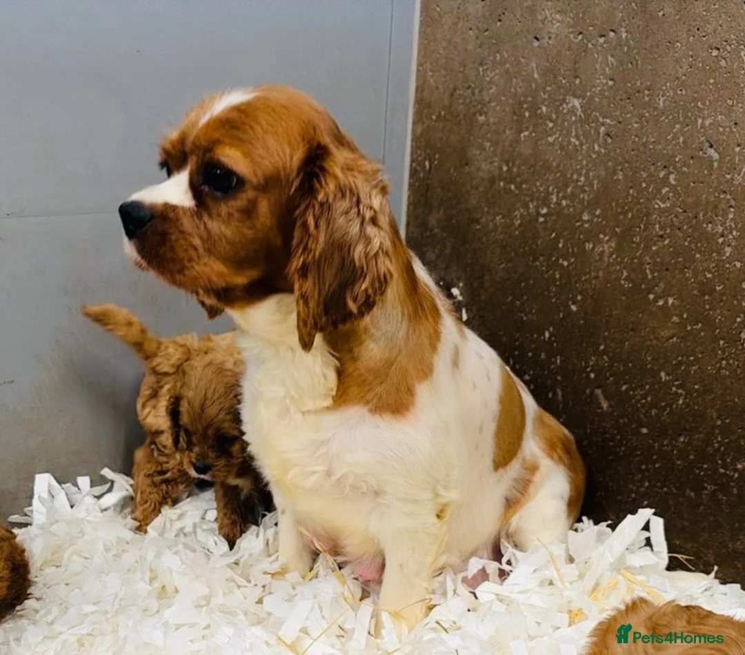 Cavapoo dogs for sale: Stunning Cavapoo pups from licensed breeder  - Advert 4