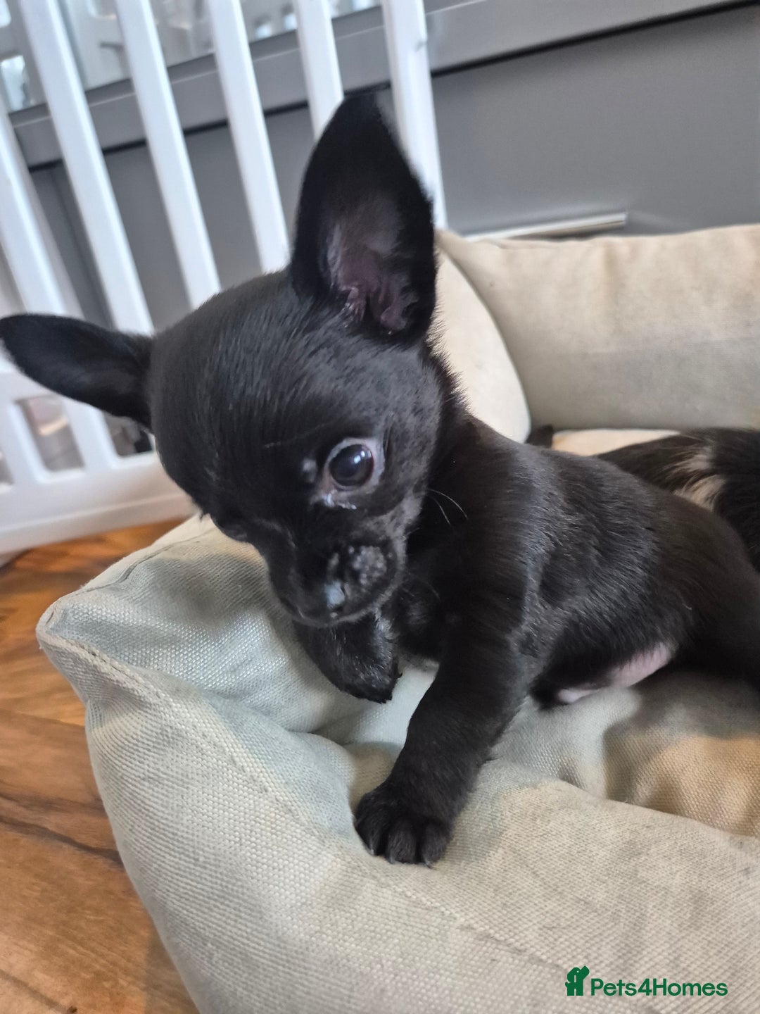 Chihuahua dogs for sale: 3 beautiful tiny pure breed chihuahua  - Advert 23