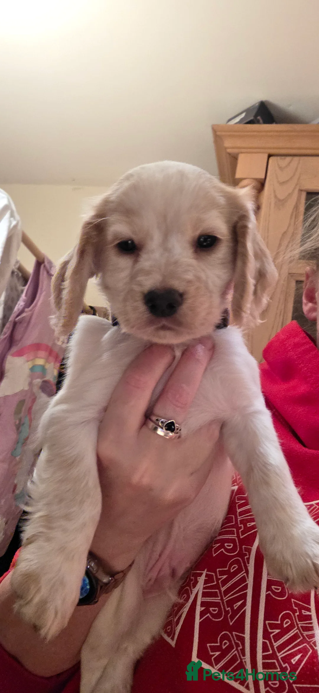 Sprocker dogs for sale: Sprocker puppies  - Advert 6